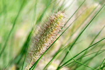 Deutscher Botanischer Garten im Sommer in Voller Blüte