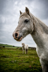 A single white, wild horse in the rural landscape of Wales. The autumn day is cloudy