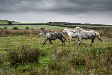Three wild horses, galloping through the countryside, on an autumn day