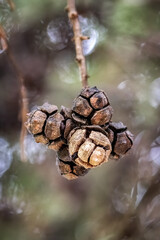 pine cones on a pine tree with blurred background