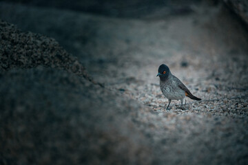 Bird close up in Namibia, Africa