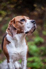 Beagle Dog Portrait. Adult beagle hound in the forest. 