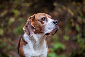 Beagle Dog Portrait. Adult beagle hound in the forest. 
