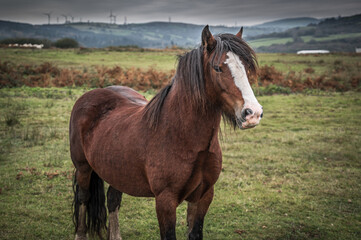Fototapeta premium A beautiful, brown, wild horse, looking at the camera, framed against an autumn sky and landscape