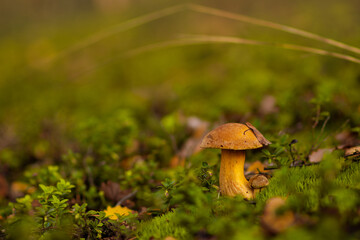 Mushrooms (Suillus variegatus) in forest