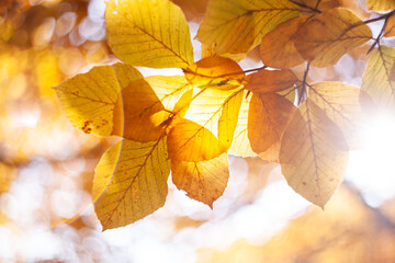 Colorful leaves of a beech tree in autumn season. Autumn beech leaves decorate. Beautiful Close up of autumn golden leaves in the forest. Colors of fall. Rusty leaves
