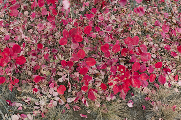 Autumn foliage on the ground of various colorful shades, among dry leaves underfoot and half-naked branches from trees and shrubs