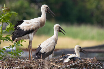 Three young Storks at nest