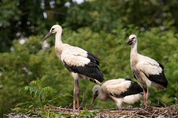 Three young Storks at nest