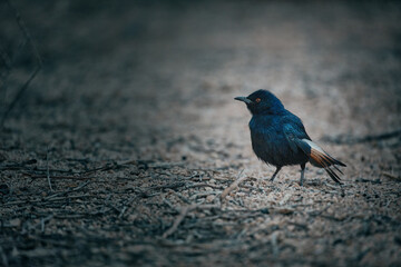 Bird close up in Namibia, Africa