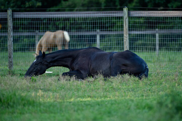 Black Horse Lying Down