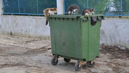 Fototapeta na wymiar Gatos callejeros buscando la cena en un contenedor; Tunez