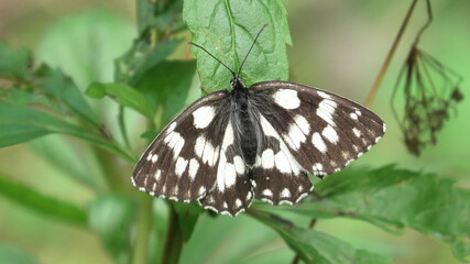 Melanargia galathea,farfalla