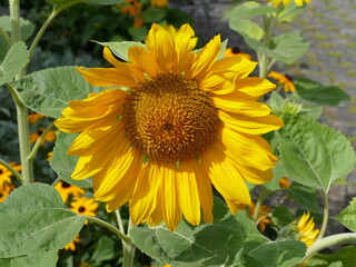 Helianthus annuus, Sonnenblume, yelllow sunflower
