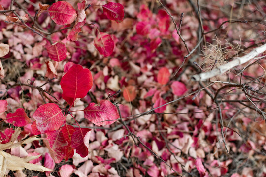 Autumn foliage on the ground of various colorful shades, among dry leaves underfoot and half-naked branches from trees and shrubs