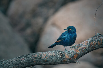 Bird close up in Namibia, Africa