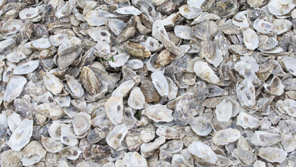 Background of empty grey oyster shells with space for copy