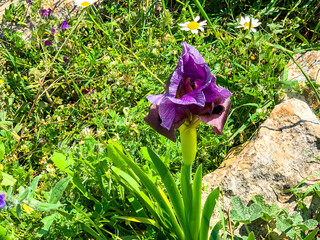 Gilboa iris. Iris haynei Baker. Gilboa Iris Blooming in the natural environment. Israel
