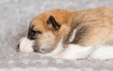 newborn welsh corgi pembroke puppy lying on a blanket