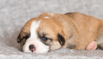 newborn welsh corgi pembroke puppy lying on a blanket