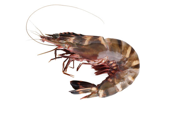 Closeup image of raw tiger prawn isolated at white background.