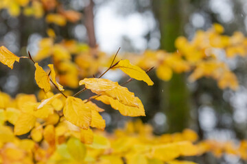 brightly colored leaves in autumn