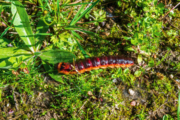 Caterpillar in the grass.