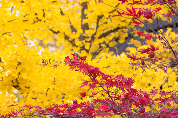 brightly colored leaves in autumn
