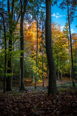Schöne herbstliche Stimmung im Wald mit Farbtupfer bunte Blätter im goldenen Herbst und Schatten