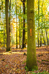 makierter Baumstamm im Herbst im Wald