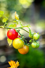 Cherry tomatoes on a branch showing different growth stages - green. yellow, red