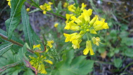 yellow flowers of the North macrophotography time of year summer