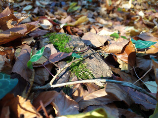 fallen autumn leaves