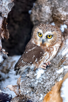 Northern Saw Whet Owl