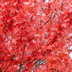 Ausschnitt eines Ahornbaumes mit intensiv rot leuchtenden, herbstlichen Farben