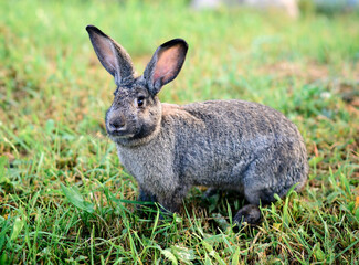Naklejka na ściany i meble A grey rabbit with big ears sits on the grass.