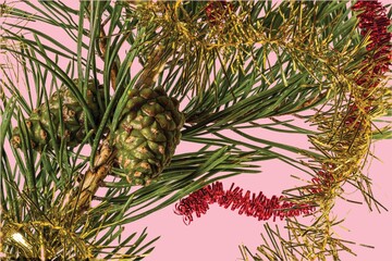 View of green pine trees branch with brown cone isolated on blue background. Christmas holidays concept.  Postcard. Beautiful Christmas backgrounds.