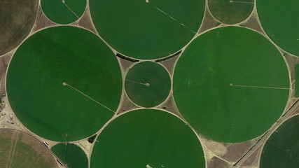 Center pivot irrigation system, circular fields and food safety, looking down aerial view from...