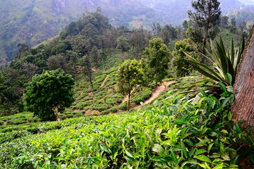 Green plantation of Ceylon tea in the mountains. Terraced tea fields on the hills near Ella, Sri...