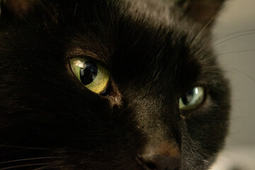 green eyed black cat