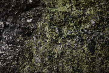 Dark and wet concrete wall with green moss background,