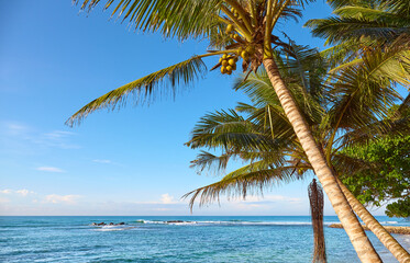 Fototapeta na wymiar Coconut palm trees on a tropical beach against the blue sky.