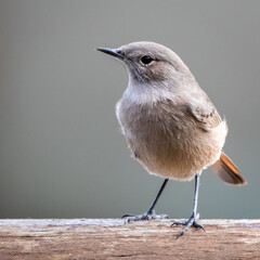 bird on the fence