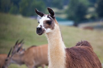 Llama outdoors in the sunlight