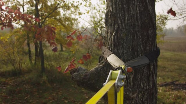 Caucasian man sets slackline between trees in the autumn forest. A man practices highlining in the autumn. 