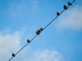 Common starling on a wire, Common starling (Sturnus vulgaris)