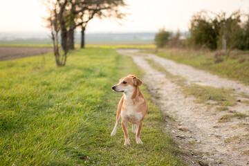 Mały pies o zachodzie słońca jesienią na spacerze spoglądający w dal, mały portret kundelka.