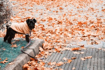 dog in the park with coat in autumn