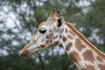 Giraffe outdoors with trees in the background