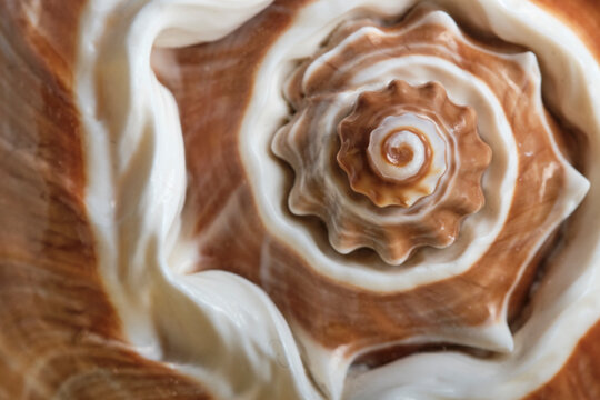 Abstract background, natural texture. Seashell close-up, small depth of field, selective focus.